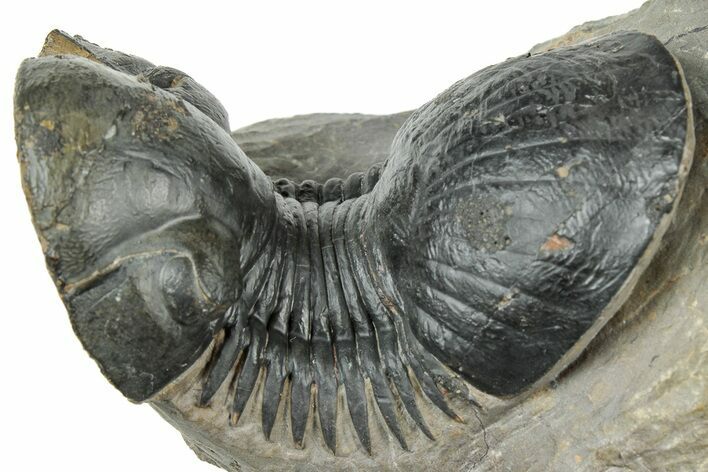 Arched Paralejurus Trilobite Fossil - Atchana, Morocco #322283